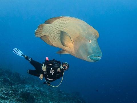 海盗寻宝记